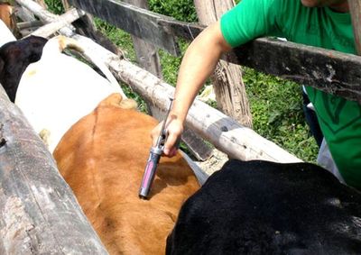 Produtores e criadores tem at&eacute; dia 30 deste m&ecirc;s  para adquirir a vacina e imunizar os 5.627 animais cadastrados em Coelho Neto