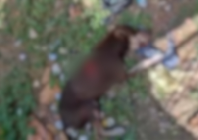 Segundo testemunhas, o animal teria sido atacado ap&oacute;s se aproximar de uma sacola com alimentos em um bar no centro da cidade

