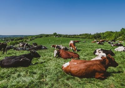 Ag&ecirc;ncia fortalece a agropecu&aacute;ria regional com servi&ccedil;os essenciais para produtores
