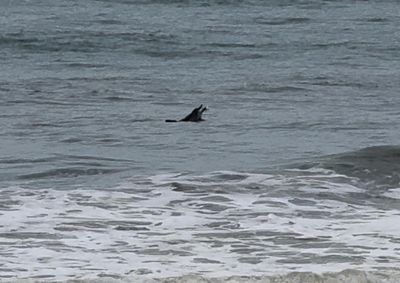 V&iacute;deo mostra golfinhos nadando pr&oacute;ximo &agrave; praia do S&iacute;tio do Conde, em cena que encantou quem estava no local