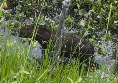 Registro ocorre ap&oacute;s aumento no volume de rios e lagoas com as chuvas, o que pode ampliar a circula&ccedil;&atilde;o de animais e exige aten&ccedil;&atilde;o de motoristas