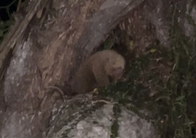 V&iacute;deo feito por morador mostra o animal em &aacute;rea pr&oacute;xima a resid&ecirc;ncias