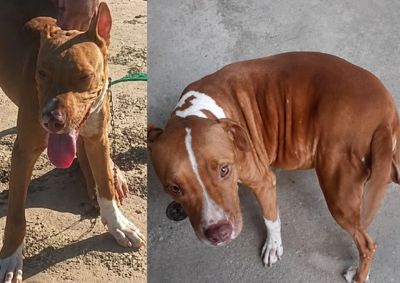 C&atilde;es fugiram de resid&ecirc;ncia na Rua do Papel e ainda n&atilde;o foram encontrados