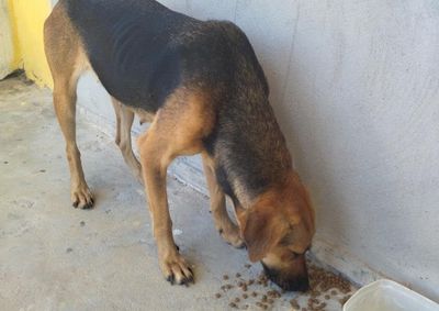 Animal foi encontrado pr&oacute;ximo ao Mercadinho Cajueiro e est&aacute; visivelmente magro