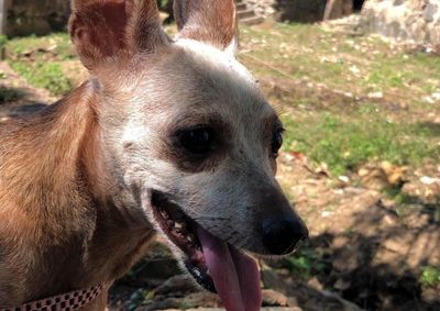 Cadela da ra&ccedil;a pinscher usava uma coleira rosa quando desapareceu