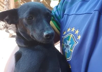 Pit sumiu na noite de quarta-feira; tutores oferecem recompensa a quem localiz&aacute;-la