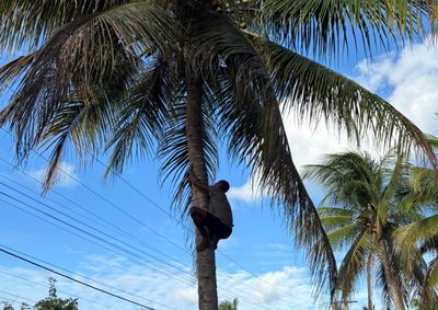 Com apoio da Defesa Civil, um &ldquo;tirador de coco&rdquo; subiu no coqueiro e conseguiu retirar o animal ap&oacute;s tentativas anteriores de resgate
