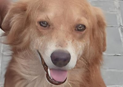 C&atilde;o de pelagem dourada n&atilde;o &eacute; visto h&aacute; uma semana; informa&ccedil;&otilde;es podem ser repassadas pelo contato disponibilizado