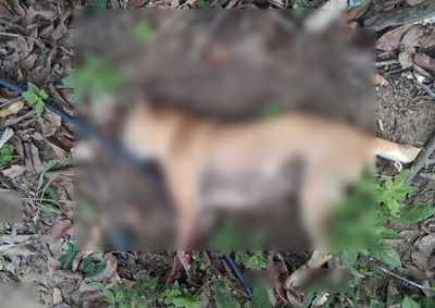 A tutora do animal afirma que o ferimento foi causado por uma a&ccedil;&atilde;o humana. No entanto, nenhum suspeito foi identificado