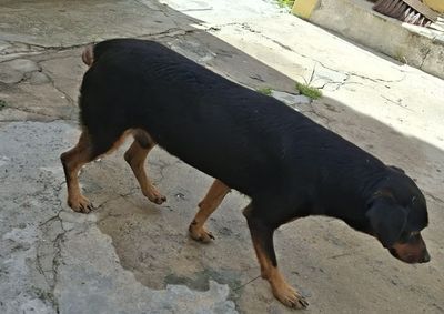 O animal estaria com o ferimento infeccionado e deve ser atendido por um veterin&aacute;rio, mas precisar&aacute; de cuidados cont&iacute;nuos para se recuperar