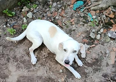Tutora est&aacute; em busca de informa&ccedil;&otilde;es que possam ajudar a encontrar o animal