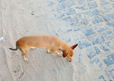 O animal tem pelagem caramelo e foi avistado pela &uacute;ltima vez em frente a um mercadinho da comunidade