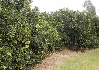 A doen&ccedil;a n&atilde;o tem cura e o manejo deve ser preventivo baseado no controle e no corte das plantas j&aacute; contaminadas