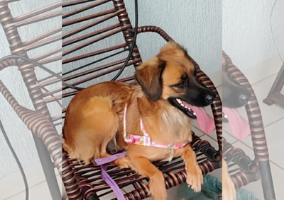 De porte m&eacute;dio e sem rabo, Samira foi vista pela &uacute;ltima vez perto do Col&eacute;gio Anchieta. 
