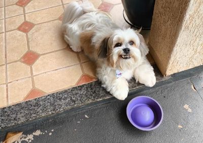 Gra&ccedil;as a uma publica&ccedil;&atilde;o no Portal da Cidade, Baby foi encontrado no bairro S&atilde;o Jos&eacute; e j&aacute; est&aacute; de volta ao lar!

