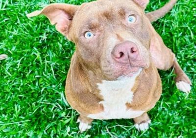 D&oacute;cil e carinhosa, a cachorrinha de apenas 1 ano sumiu em Cruzeiro do Oeste e pode estar assustada por n&atilde;o conhecer o bairro.