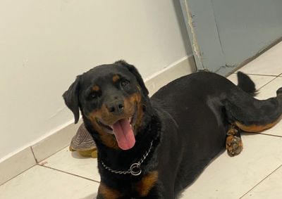 Laika sumiu na esquina do Clube Japon&ecirc;s, em Cruzeiro do Oeste, nesta manh&atilde;. Tutores mobilizam buscas e pedem apoio da popula&ccedil;&atilde;o.
