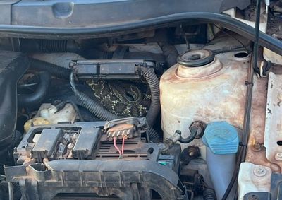 Funcion&aacute;rio abriu o cap&ocirc; para verificar falha no ve&iacute;culo e encontrou uma cobra cascavel sobre o motor; Bombeiros foram acionados.