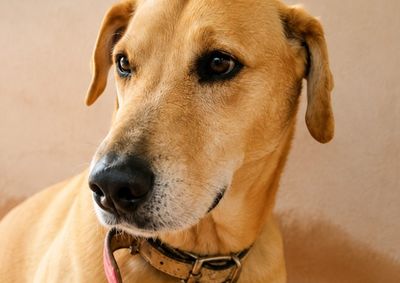 C&atilde;o de porte m&eacute;dio/grande sumiu por volta das 22h nas proximidades do Amig&atilde;o. Tutores fazem apelo e pedem ajuda da popula&ccedil;&atilde;o.