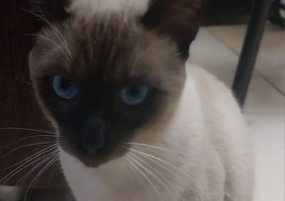 Siam&ecirc;s de aproximadamente 1 ano sumiu na ter&ccedil;a-feira e fam&iacute;lia pede ajuda para encontr&aacute;-lo.