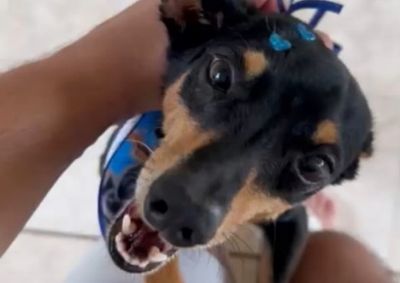 Cachorro atende pelo nome de Pikachu e desapareceu na noite de quinta-feira (23), na regi&atilde;o do Jardim Tamandar&eacute;.