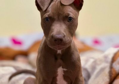 Fam&iacute;lia pede ajuda da popula&ccedil;&atilde;o para localizar o c&atilde;ozinho desaparecido. Informa&ccedil;&otilde;es podem ser repassadas pelo telefone da tutora.