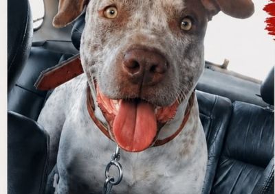 Cachorro sumiu nas proximidades do Rei da Melancia. Qualquer informa&ccedil;&atilde;o pode ajudar a lev&aacute;-lo de volta para casa.
