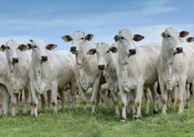 Registro, avalia&ccedil;&atilde;o gen&eacute;tica e tecnologia ajudam o pecuarista a escolher animais com maior potencial e planejar a evolu&ccedil;&atilde;o do rebanho.