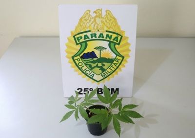Ocorr&ecirc;ncia em Francisco Alves tamb&eacute;m terminou com apreens&atilde;o de maconha e recipientes que seriam usados para armazenar coca&iacute;na.