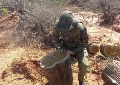 Pol&iacute;cia Ambiental identificou a retirada de 20,7 hectares de vegeta&ccedil;&atilde;o nativa da Mata Atl&acirc;ntica em S&atilde;o Pedro do Paran&aacute;, dentro de uma &aacute;rea de prote&ccedil;&atilde;o ambi