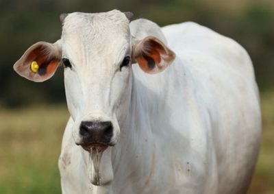 De Cruzeiro do Oeste para outras regi&otilde;es, a fazenda investe em sele&ccedil;&atilde;o gen&eacute;tica, tecnologia e avalia&ccedil;&atilde;o de touros e f&ecirc;meas P.O. para apoiar decis&otilde;es no cam