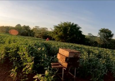 Cerca de 80 colmeias s&atilde;o mantidas nas &aacute;reas de preserva&ccedil;&atilde;o da propriedade, no munic&iacute;pio de Floresta, e fazem parte de uma antiga tradi&ccedil;&atilde;o da fam&iacute;lia Jung.