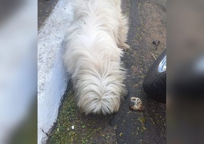 Quem tiver informa&ccedil;&otilde;es sobre o paradeiro do cachorrinho pode entrar em contato pelo telefone (44) 99925-5410 e falar com Z&eacute; do Bar.