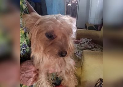 Nikita desapareceu na quinta-feira (6), pr&oacute;ximo a pra&ccedil;a Eduardo Ribeiro, e desde ent&atilde;o n&atilde;o foi mais encontrada.
