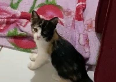 Moradora entrou em contato com o Portal pedindo apoio da comunidade para localizar a gatinha Maya, que sumiu neste domingo.