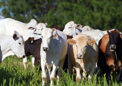Atualiza&ccedil;&atilde;o &eacute; obrigat&oacute;ria para todos os produtores rurais com animais de produ&ccedil;&atilde;o e pode ser feita presencialmente, pelo site da Adapar ou pelo aplicativo 