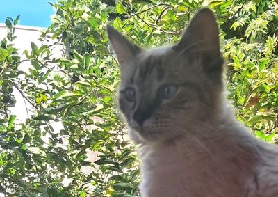 Moradora entrou em contato com o Portal pedindo apoio da comunidade para localizar a gatinha Dora, que sumiu nesta sexta-feira (29).