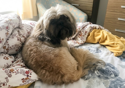 Shih-tzu desapareceu h&aacute; dias e ainda n&atilde;o foi localizado; fam&iacute;lia oferece R$ 500 para quem informar seu paradeiro exato ou devolv&ecirc;-lo em seguran&ccedil;a.