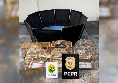 Pol&iacute;cia encontrou galos feridos, estrutura com sinais recentes de lutas, esporas artificiais e cinco p&aacute;ssaros silvestres mantidos sem documenta&ccedil;&atilde;o