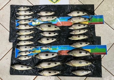 Doze piaus estavam abaixo do tamanho m&iacute;nimo permitido, e embarca&ccedil;&atilde;o e equipamentos de pesca foram apreendidos durante a fiscaliza&ccedil;&atilde;o.