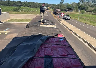 Motorista tentou fingir que transportava milho em gr&atilde;os, mas acabou confessando a carga il&iacute;cita em abordagem na BR-487