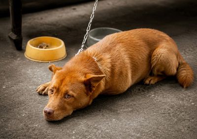 Mudan&ccedil;as aprovadas pela C&acirc;mara Municipal incluem apreens&atilde;o dos animais, multas mais pesadas e restri&ccedil;&otilde;es &agrave; guarda em casos de reincid&ecirc;ncia.
