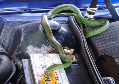Cobra-cip&oacute;-verde estava escondida no motor de um Ford Versailles na Avenida Jos&eacute; Maria de Brito; caso ocorreu na tarde de ter&ccedil;a-feira (9).