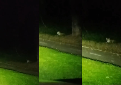 V&iacute;deo gravado por um guia de turismo na madrugada deste domingo (14) mostra o animal em &aacute;rea pr&oacute;xima &agrave; ciclovia dentro do Parque Nacional do Igua&ccedil;u.