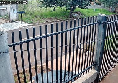 Especialistas afirmam que o animal j&aacute; retornou &agrave; mata e orientam moradores a manter dist&acirc;ncia.