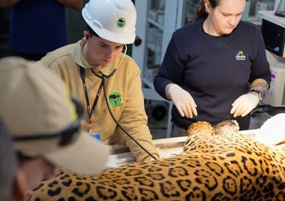 Tape'ỹ est&aacute; em recupera&ccedil;&atilde;o no Ref&uacute;gio Biol&oacute;gico da Itaipu. Destino do animal ser&aacute; definido pelo ICMBio ap&oacute;s an&aacute;lise dos exames.