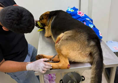 Pastor alem&atilde;o foi encontrado ferido &agrave;s margens da rodovia e encaminhado para atendimento veterin&aacute;rio especializado.