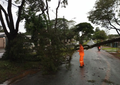 Chuva veio acompanhada de ventos fortes e granizo neste domingo. Queda de galho atingiu uma casa &agrave;s margens do Rio Paran&aacute;.