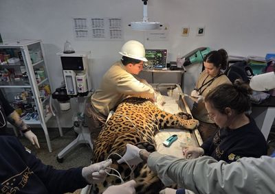 Felino foi localizado embaixo de um varal de roupas, sedado por especialistas e levado ao Ref&uacute;gio Biol&oacute;gico da Itaipu para exames.