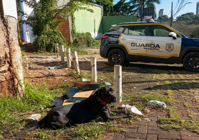 Animal foi localizado em frente &agrave; Pra&ccedil;a da Paz, pr&oacute;ximo &agrave; Prefeitura. Guarda Municipal foi acionada e aguarda uma ONG para realizar o resgate.